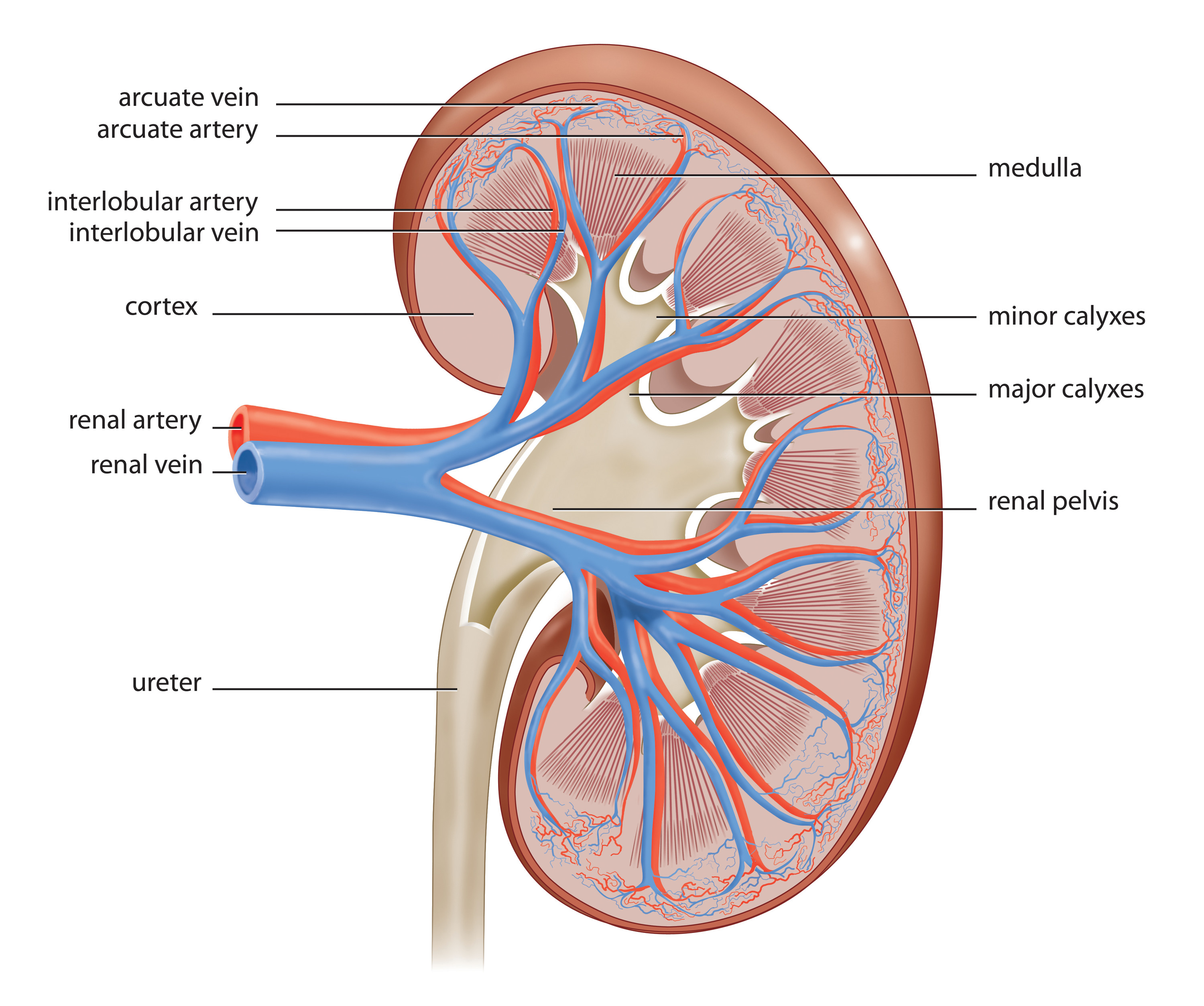 hydration-tracking-water-bottle-water-and-kidney-health